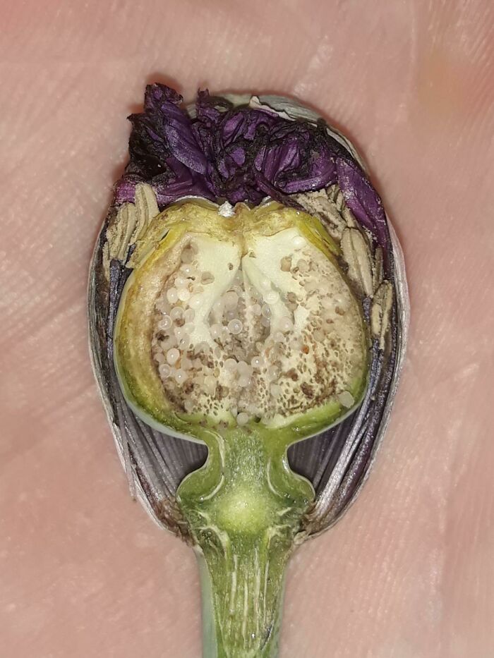  Corte transversal de una flor de amapola antes de que florezca 