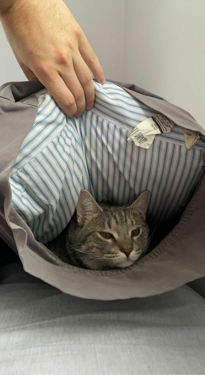 Mi almohada tenía bultos y hacía ruido
