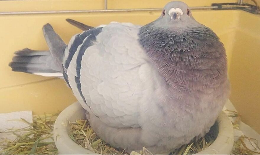 Paloma gris posada en un nido con paja, mostrando detalles de sus plumas y mirada fija hacia adelante.