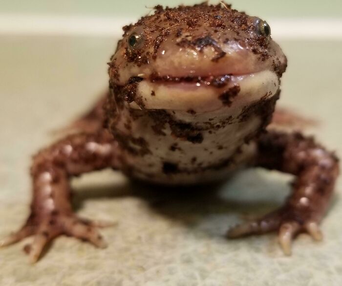 Sapo con textura rugosa en primer plano, parte de fotos divertidas y absurdas de animales para alegrarte el día.