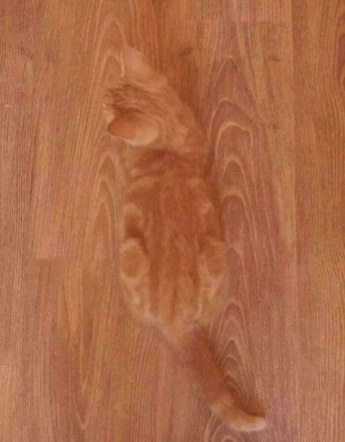 Ciertamente tiene el camuflaje perfecto