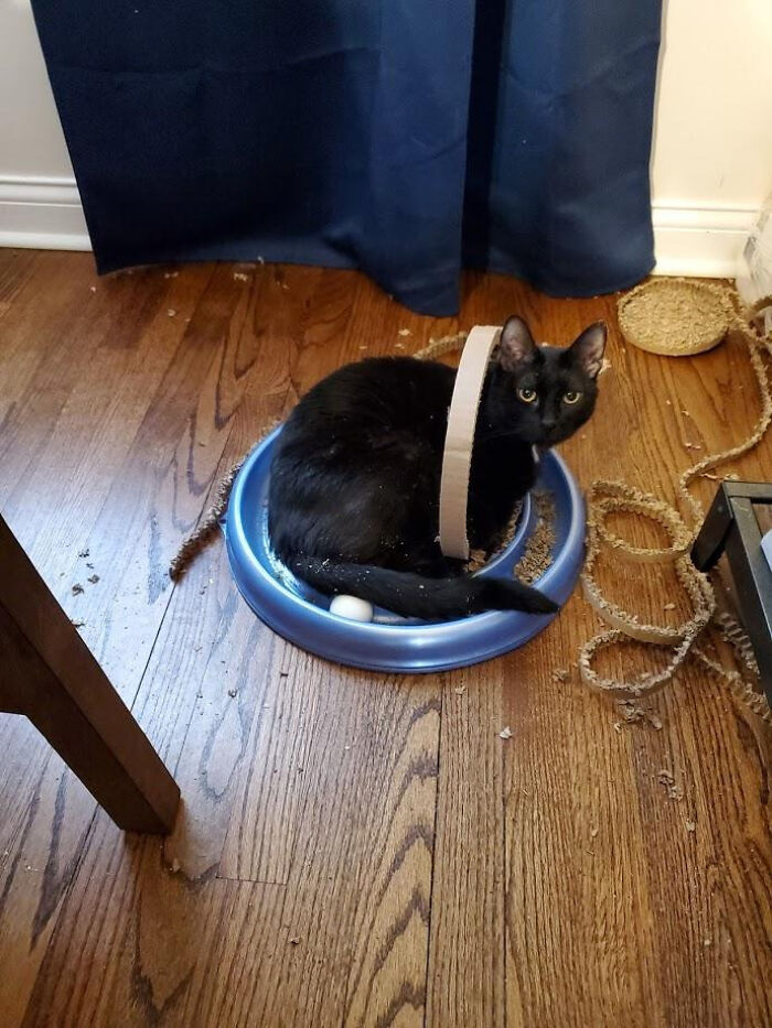 Llamé a mi esposa para preguntarle si al gato le gustaba su juguete nuevo. Me envió esto
