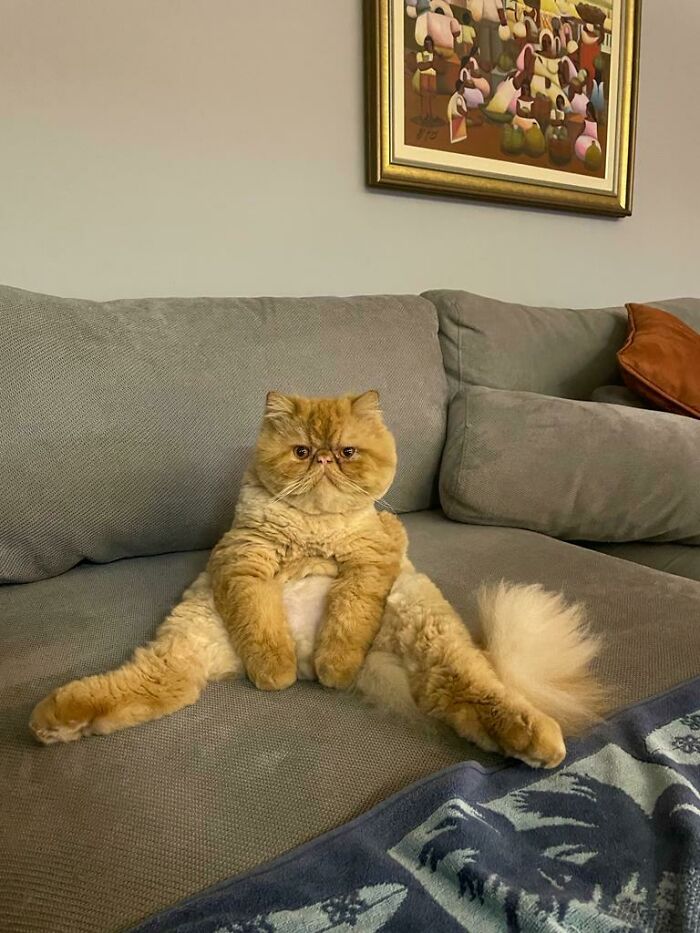 A veces mi gato se sienta así