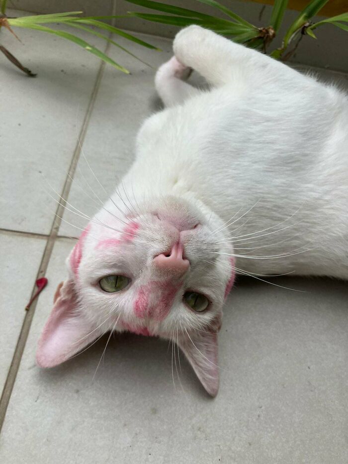 Mi gato volvió a casa así hoy. Al parecer hay una amante de los gatos en el barrio