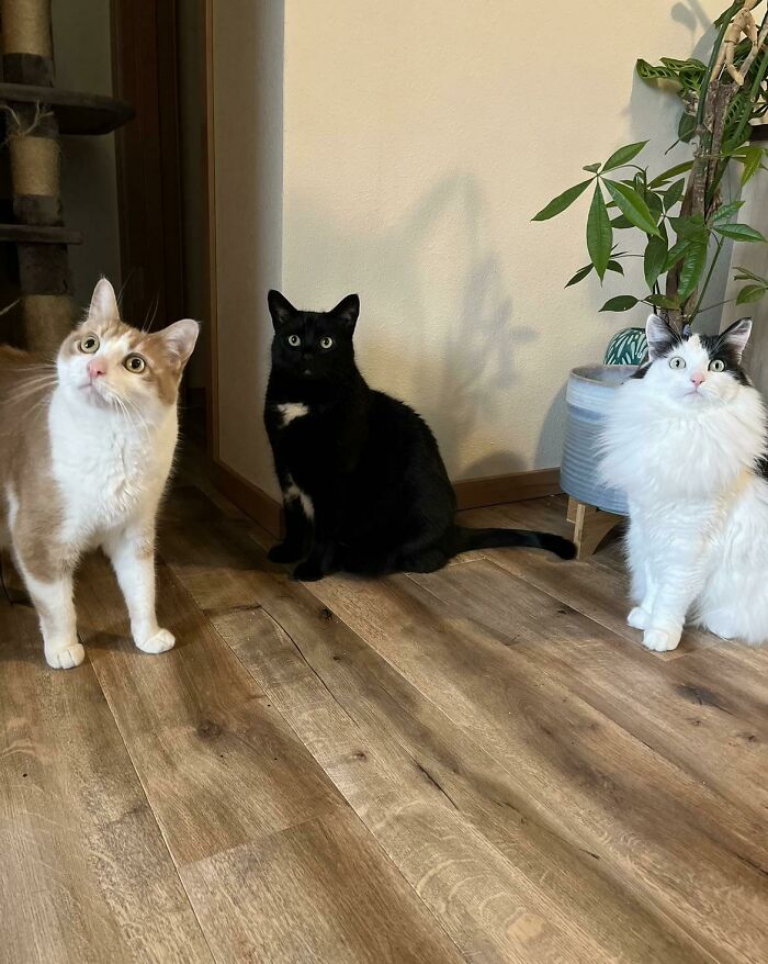 He interrumpido su reunión