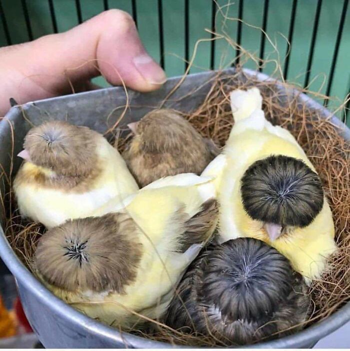 Pájaros con plumaje peculiar en forma divertida y absurda, foto de animales para alegrar el día.