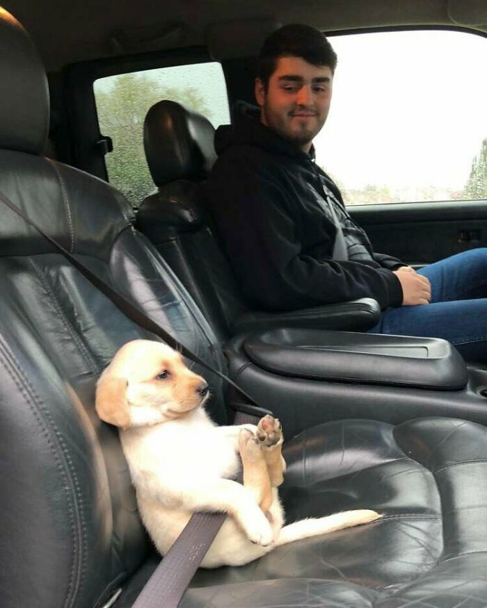 Cachorro sentado con cinturón de seguridad en el asiento del copiloto durante un roadtip con un joven conductor.