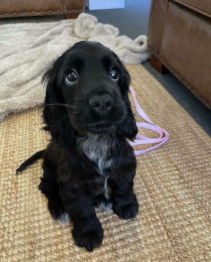 Cachorro negro con ojos grandes sentado sobre alfombra, mostrando una de las fotos más puras de perretes.