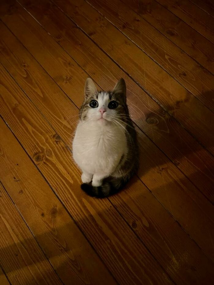 Mi pequeño peludo