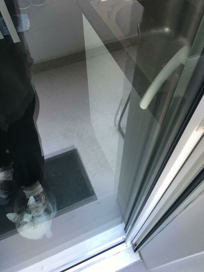 El gato me cerró la puerta del balcón subiéndose en la manivela y empujándola hacia abajo. Tuve que esperar a que alguien con llave me abriera. Por suerte, tenía mi teléfono conmigo