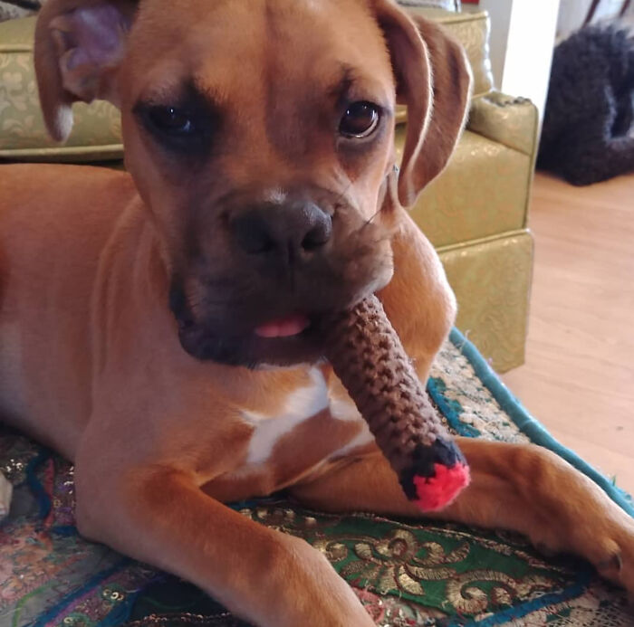 Mi madre le ha hecho un cigarro de ganchillo a mi perro