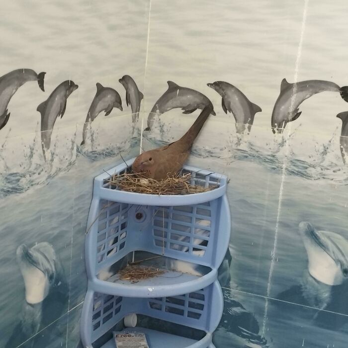 Esta es una foto de una tórtola que hizo un nido en mi cuarto de baño, que está en el piso superior