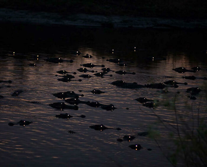 Caimanes de noche en Florida