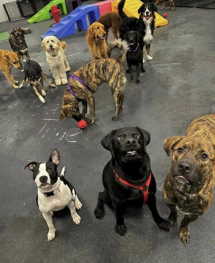 La adorable sonrisa tonta de un perro que va a la guardería con el mío