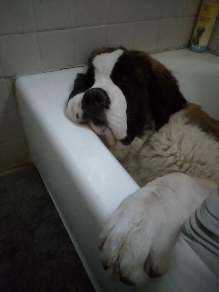 Insiste en dormir en la bañera