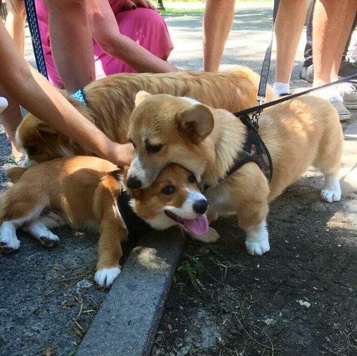 Corgibalismo