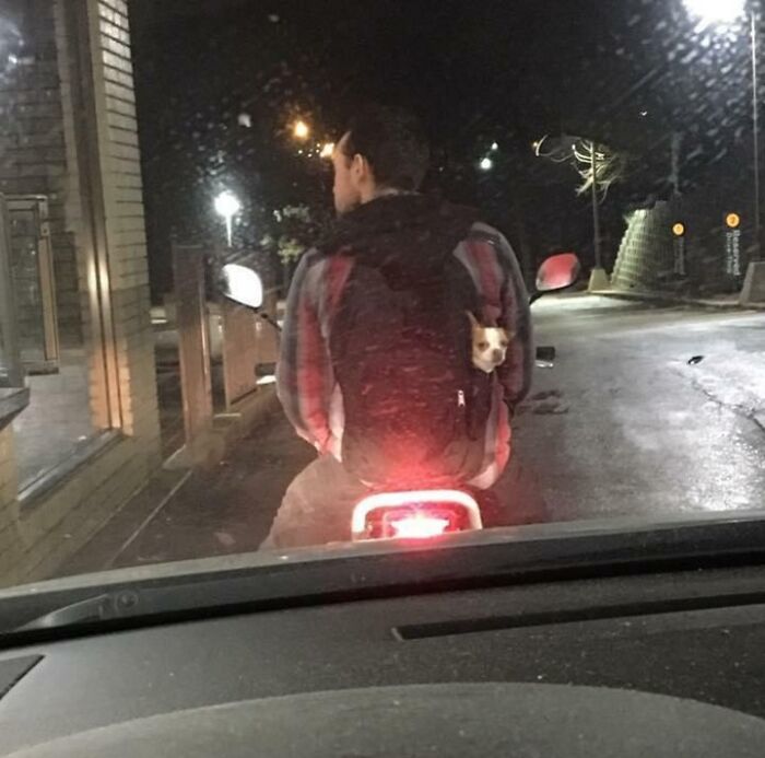 Aquella vez que estaba en el autoservicio de McDonald's y un perro en una mochila me miró de reojo