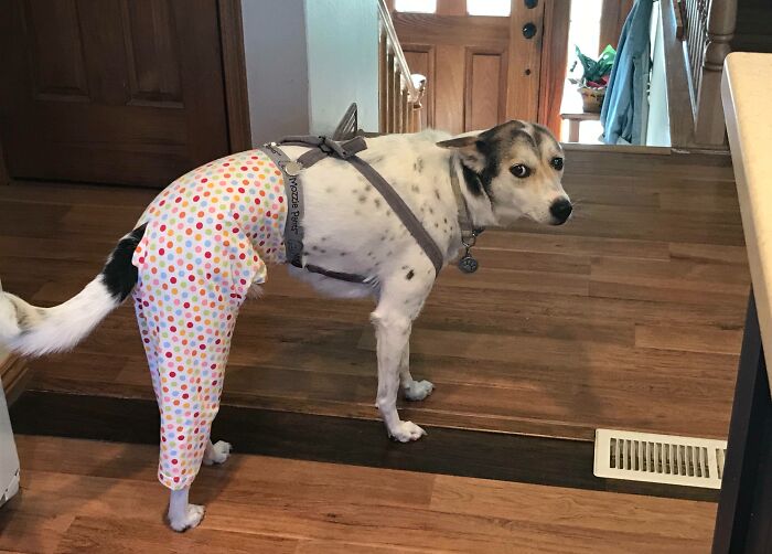 Mi perro acaba de ser operado y tiene miedo de su cono, esta es la solución de mi madre