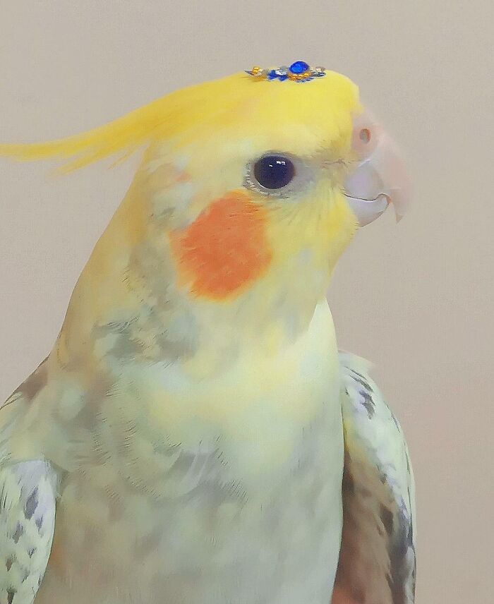 Mi madre insistió en que pusiéramos un bindi en mi pájaro para celebrar Diwali