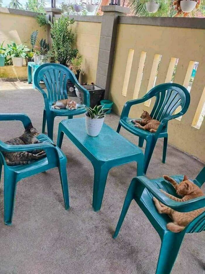  En el antiguo Egipto, los gatos eran animales sagrados. Parece que nada ha cambiado desde entonces