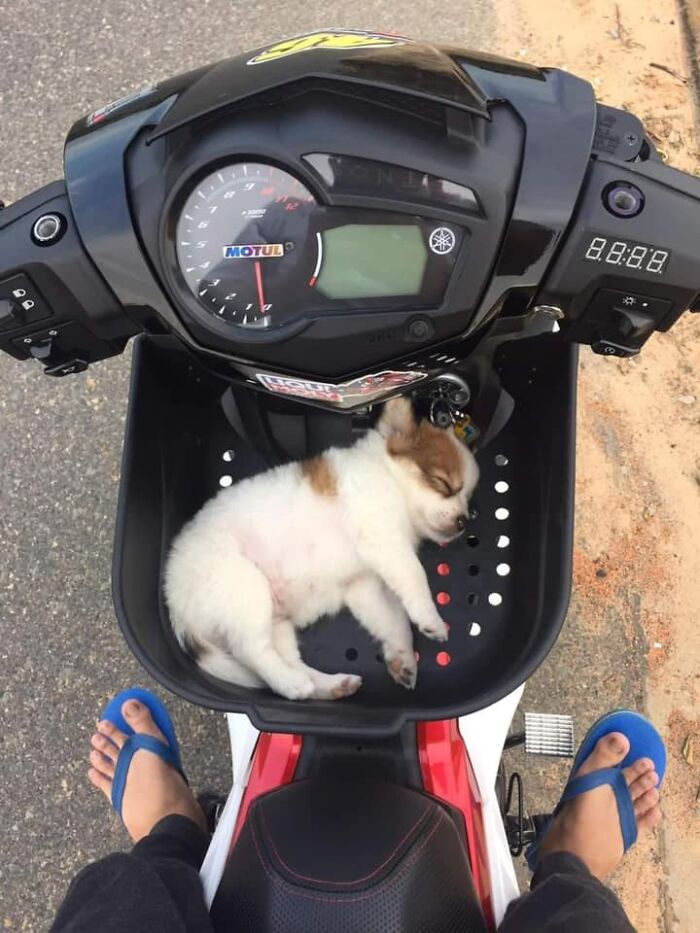 50 Times People Spotted Animals In Places They Shouldn't Be And Just Had To Document It