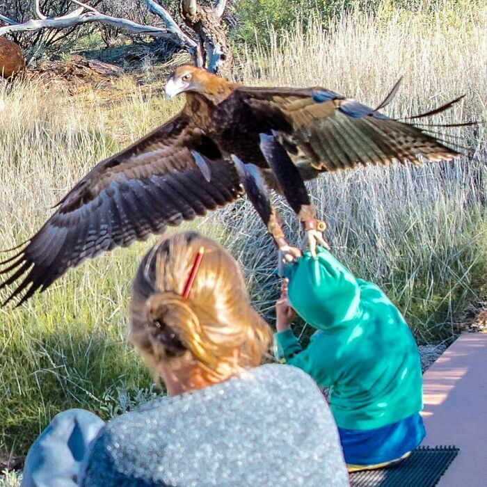 En un parque natural decidimos asistir a un espectáculo de aves. El joven de verde no paraba de subirse y bajarse la cremallera. Al águila audaz no le gustó