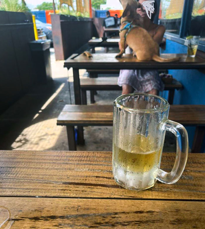  Es muy inapropiado dejar que el perro se siente en la mesa donde comemos todos
