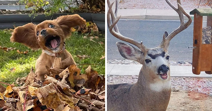 35 Animales terriblemente poco fotogénicos que te harán reír más de lo que crees