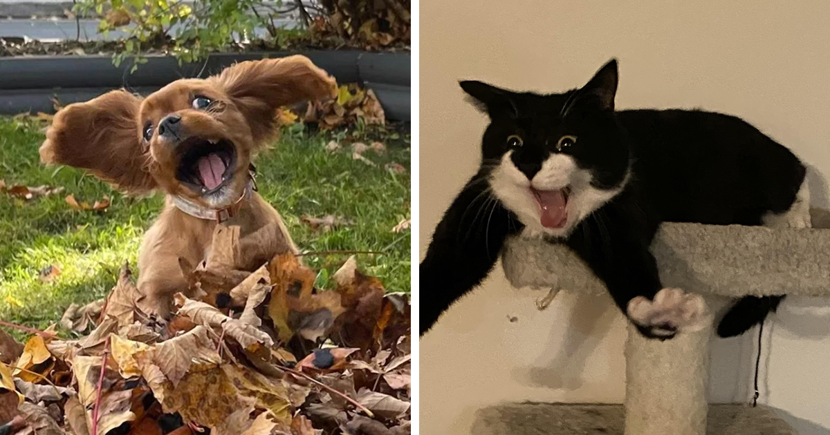 35 Animales terriblemente poco fotogénicos que te harán reÃr más de lo que crees