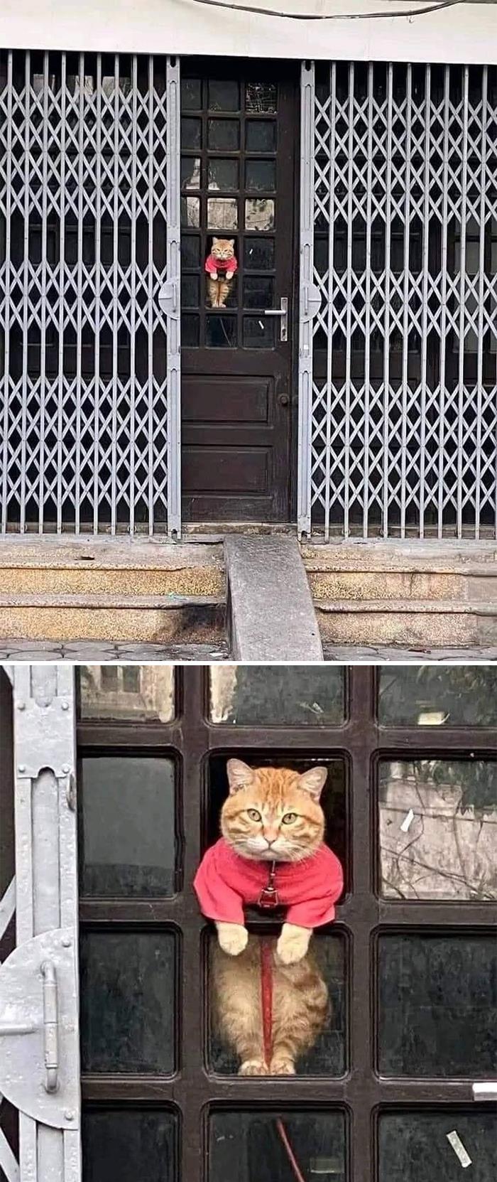 50 Times People Spotted Animals In Places They Shouldn't Be And Just Had To Document It