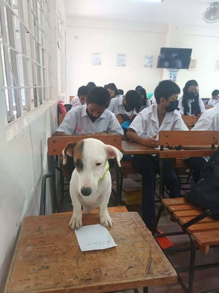 50 Times People Spotted Animals In Places They Shouldn't Be And Just Had To Document It