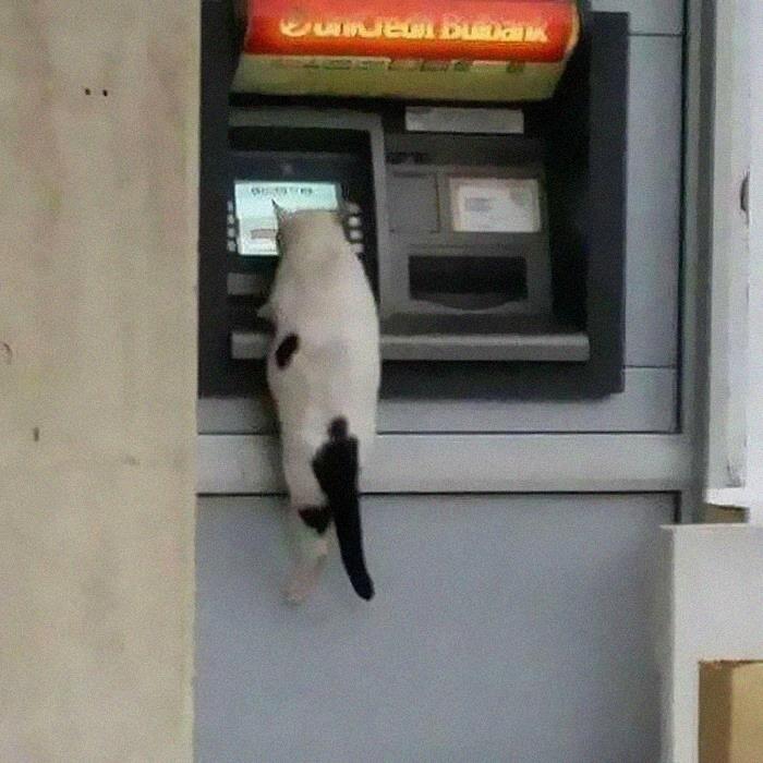 50 Times People Spotted Animals In Places They Shouldn't Be And Just Had To Document It