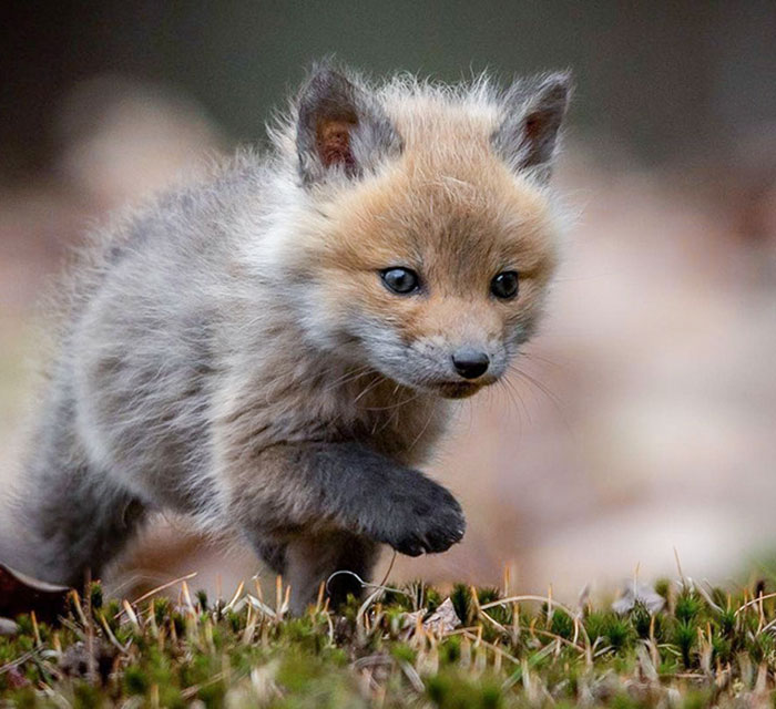 Este adorable zorrito 