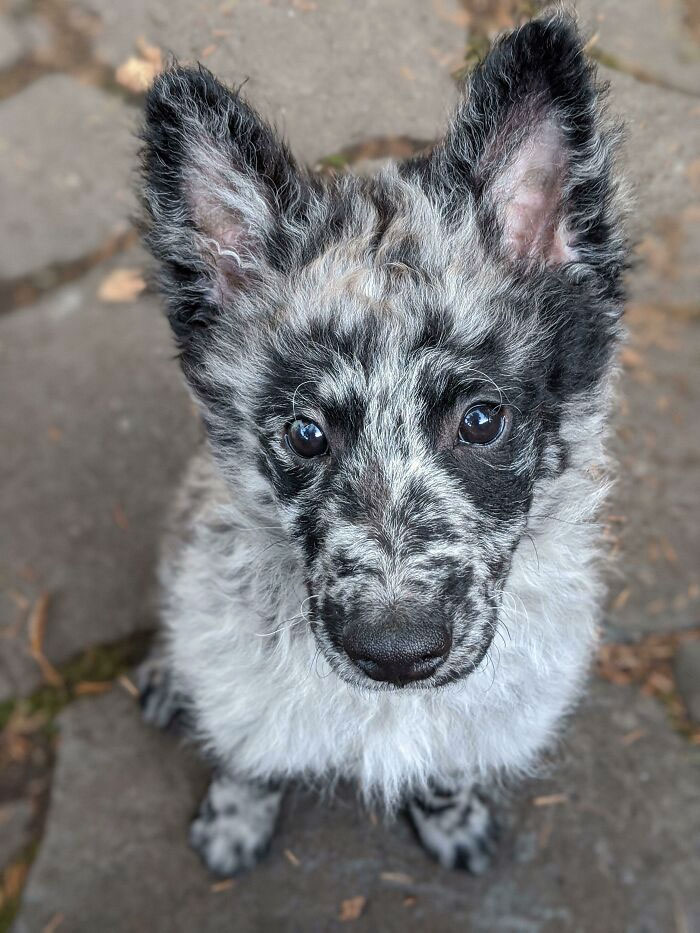 Mi mujer y yo adoptamos a nuestro primer cachorro. Conozcan a Doug 