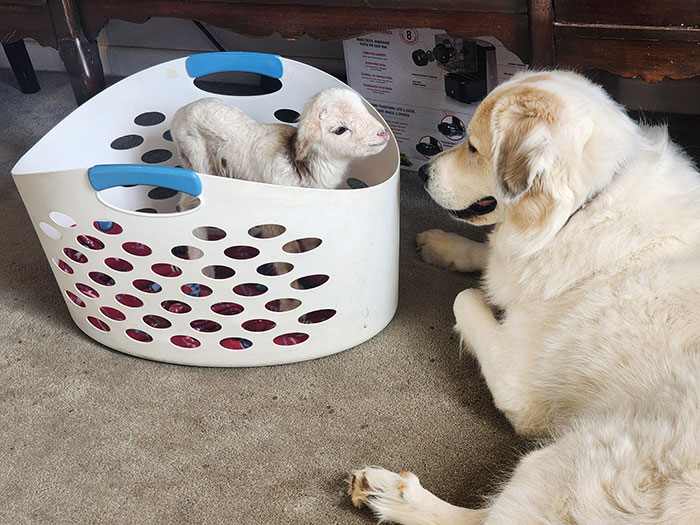 Nuestro perro guardián está fascinado con este corderito de 3 días 