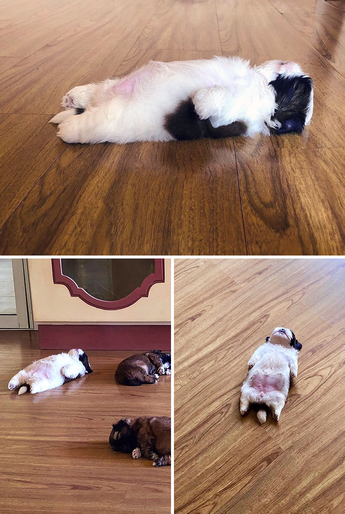La forma en la que duerme este cachorro 