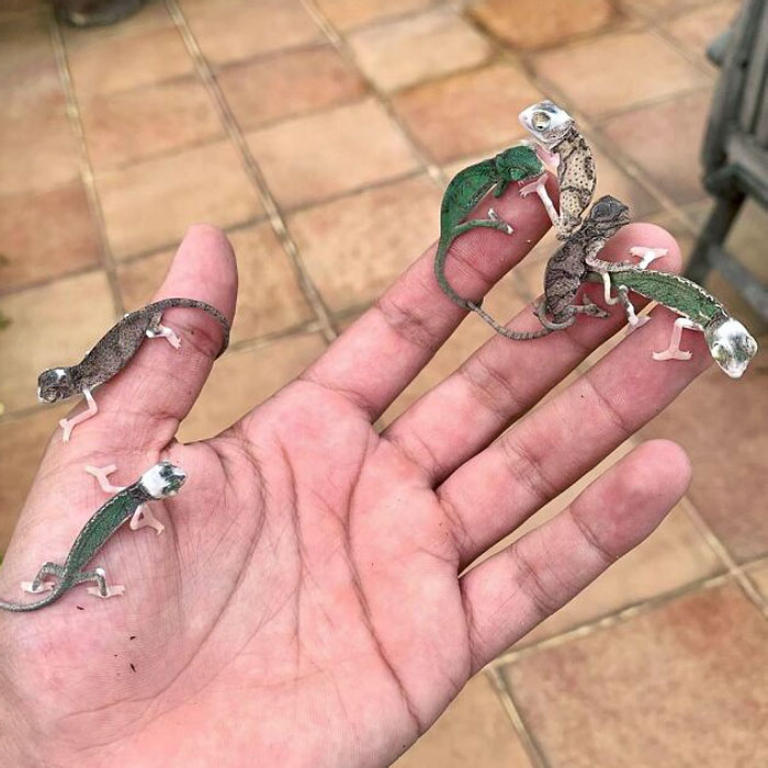 Camaleones bebés 
