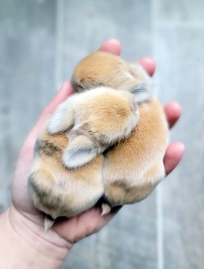 Conejitos pequeñitos y bonitos 