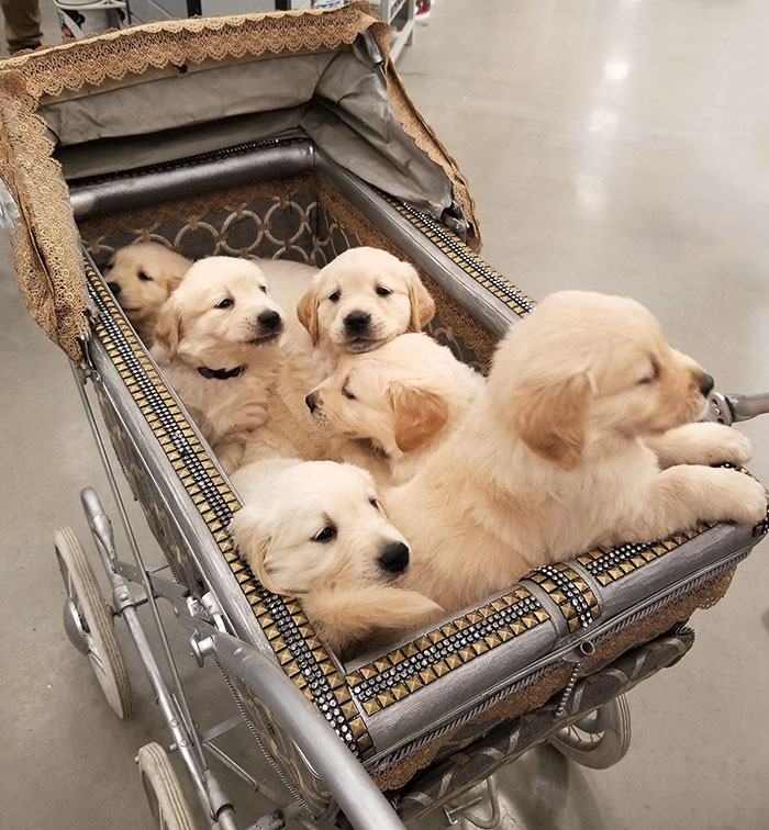 Trabajaba en una tienda que admitía perros, y un día, llegaron estos cachorritos… 
