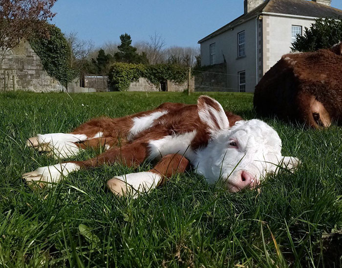 Este precioso bebé está tomando sol 