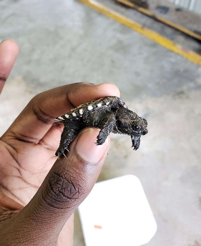 Encontré una cría de tortuga mordedora en mi garaje 