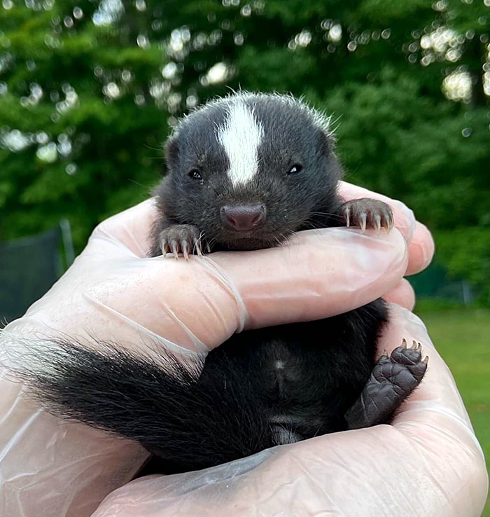 La encontré deshidratada y sola. Ahora esta pequeña zorrilla recibe todos los cuidados que necesita 
