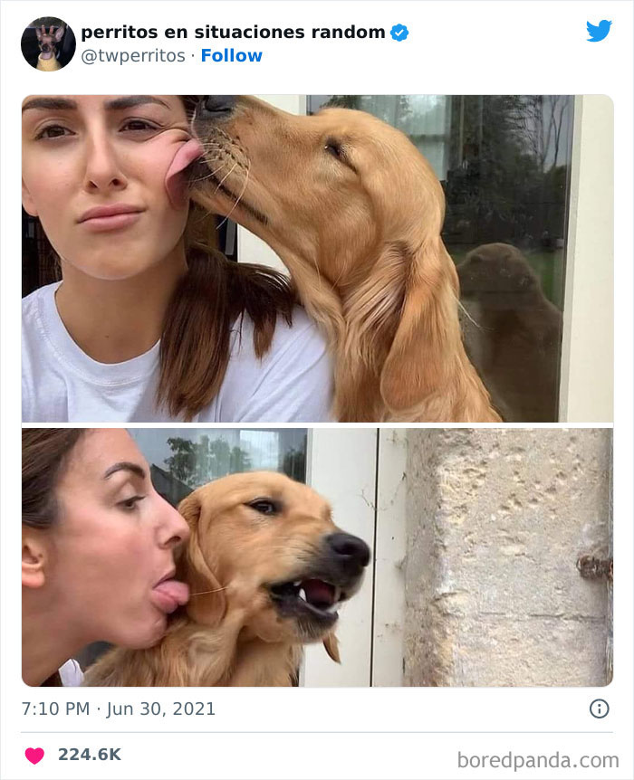 50 ‘Puppies In Random Situations’ That Might Just Heal Your Soul