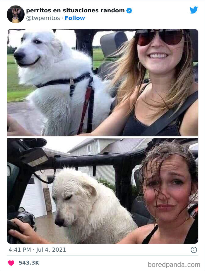 50 ‘Puppies In Random Situations’ That Might Just Heal Your Soul