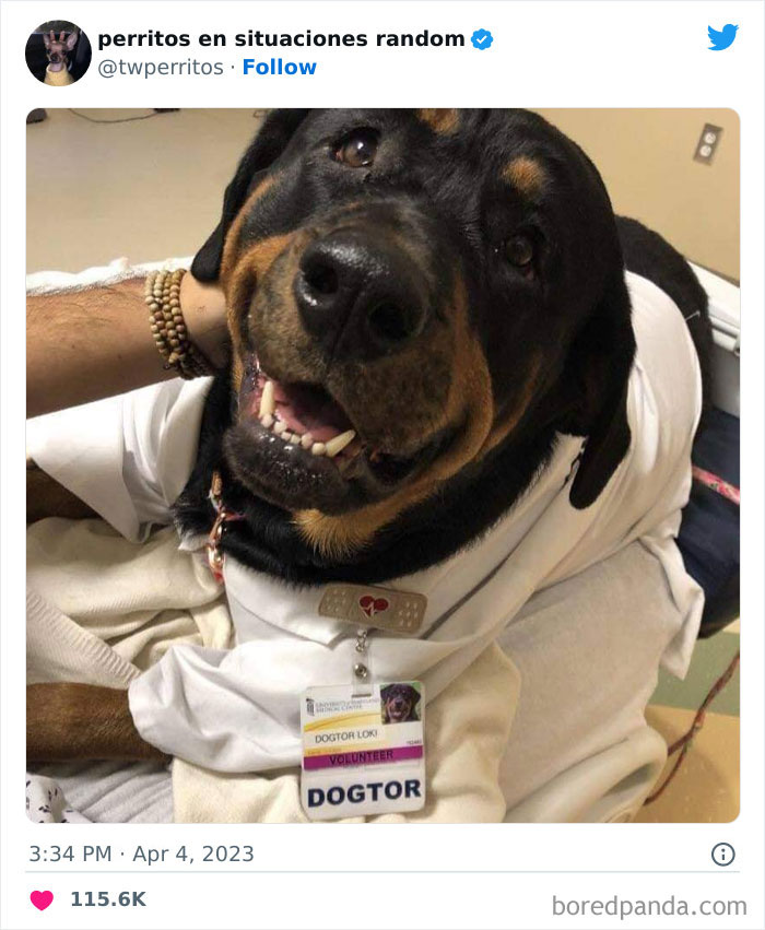 50 ‘Puppies In Random Situations’ That Might Just Heal Your Soul
