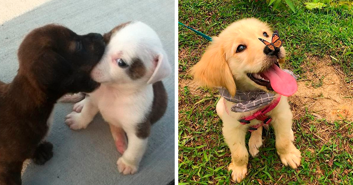 50 «Perritos en situaciones random» para alegrarte el día