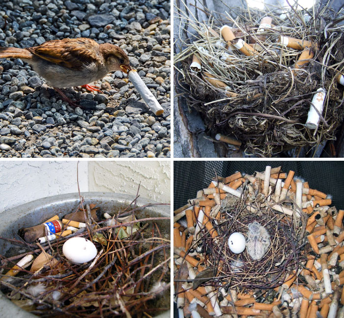 Un ave urbana que utiliza colillas de cigarrillo para proteger a sus polluelos de los parásitos. Nocivo para los humanos pero beneficioso para las aves