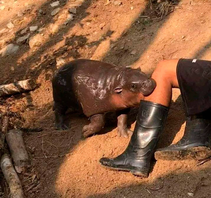 “Important Images”: 50 Unhinged Pics That Are Hard To Believe Are Real