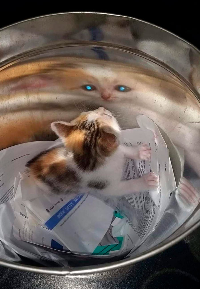 “Important Images”: 50 Unhinged Pics That Are Hard To Believe Are Real