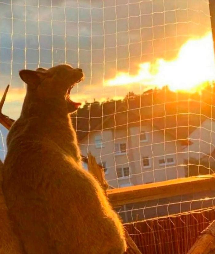 “Important Images”: 50 Unhinged Pics That Are Hard To Believe Are Real